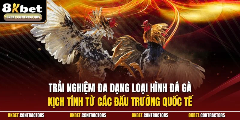 Trải nghiệm đa dạng loại hình đá gà kịch tính từ các đấu trường quốc tế